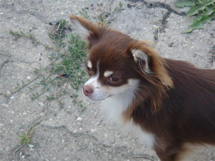 Chihuahua Tia billede 4