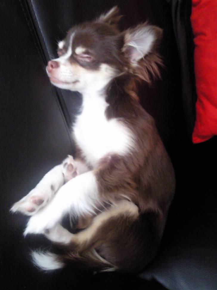 Chihuahua Tia billede 5