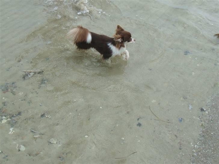 Chihuahua Tia billede 6