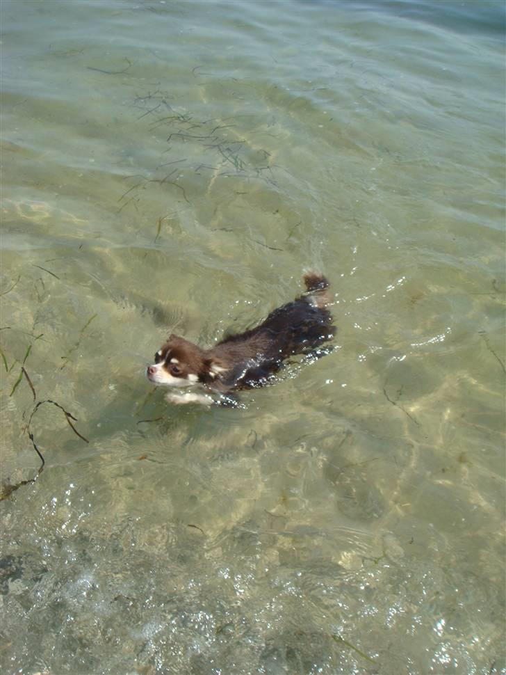 Chihuahua Tia billede 7