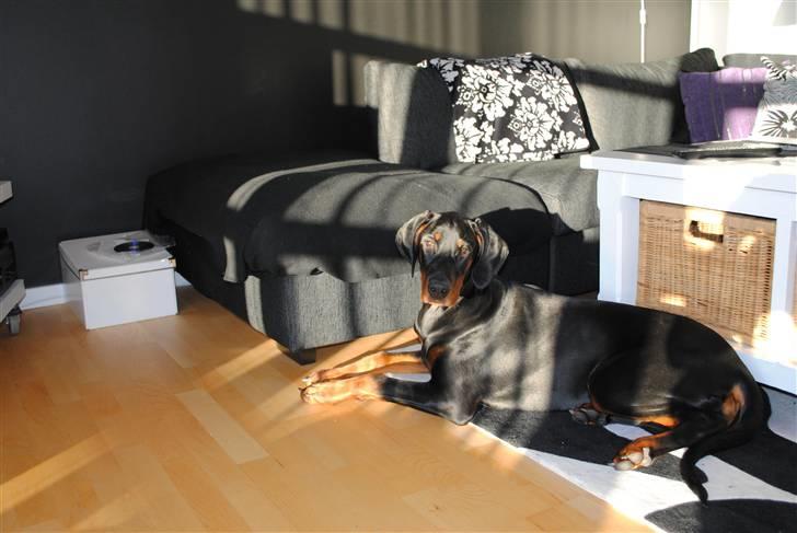 Dobermann Sitta - Næsten 7 mrd :) billede 1