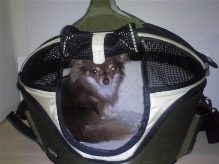 Chihuahua Chico billede 6