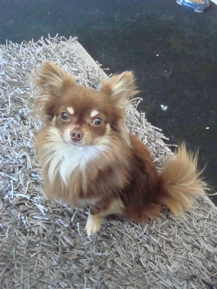 Chihuahua Chico billede 7