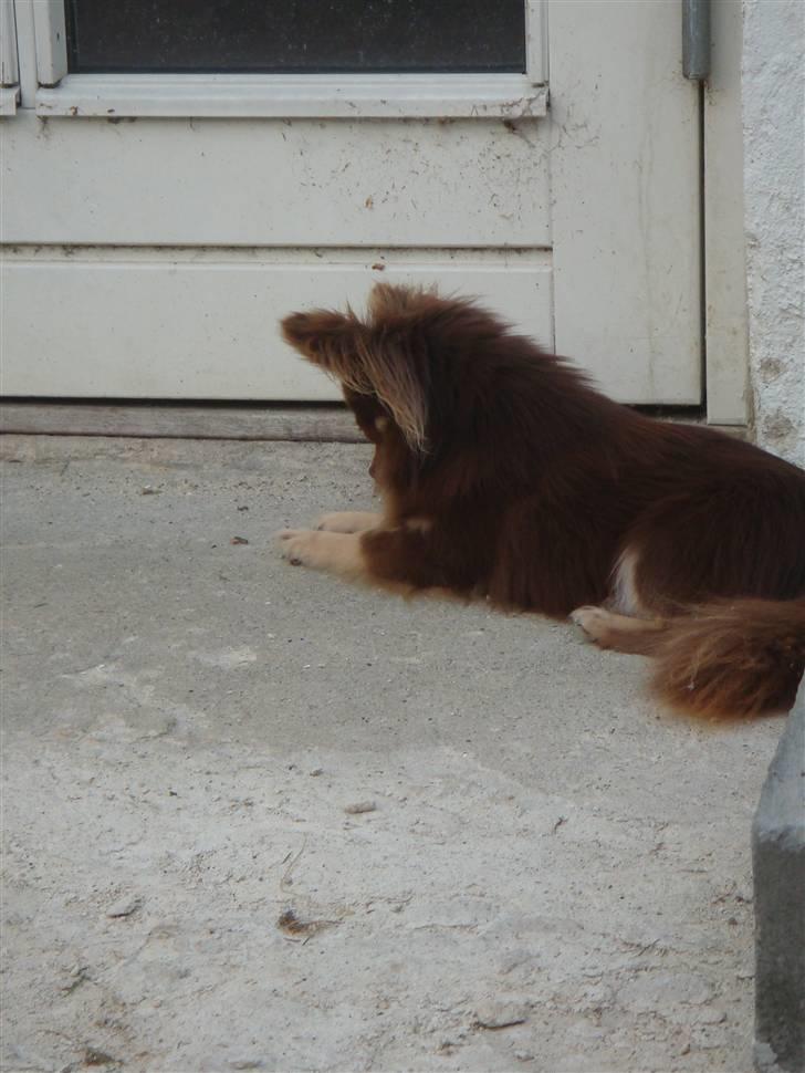 Chihuahua Chico billede 8