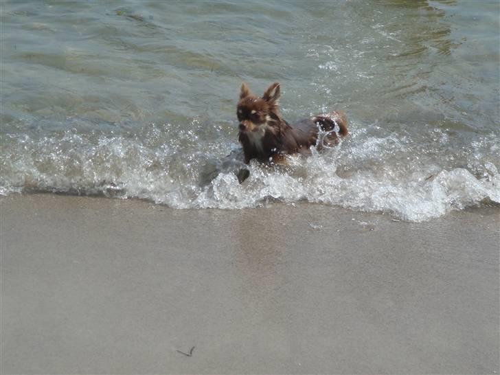 Chihuahua Chico billede 9