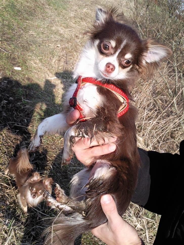 Chihuahua Tia billede 8