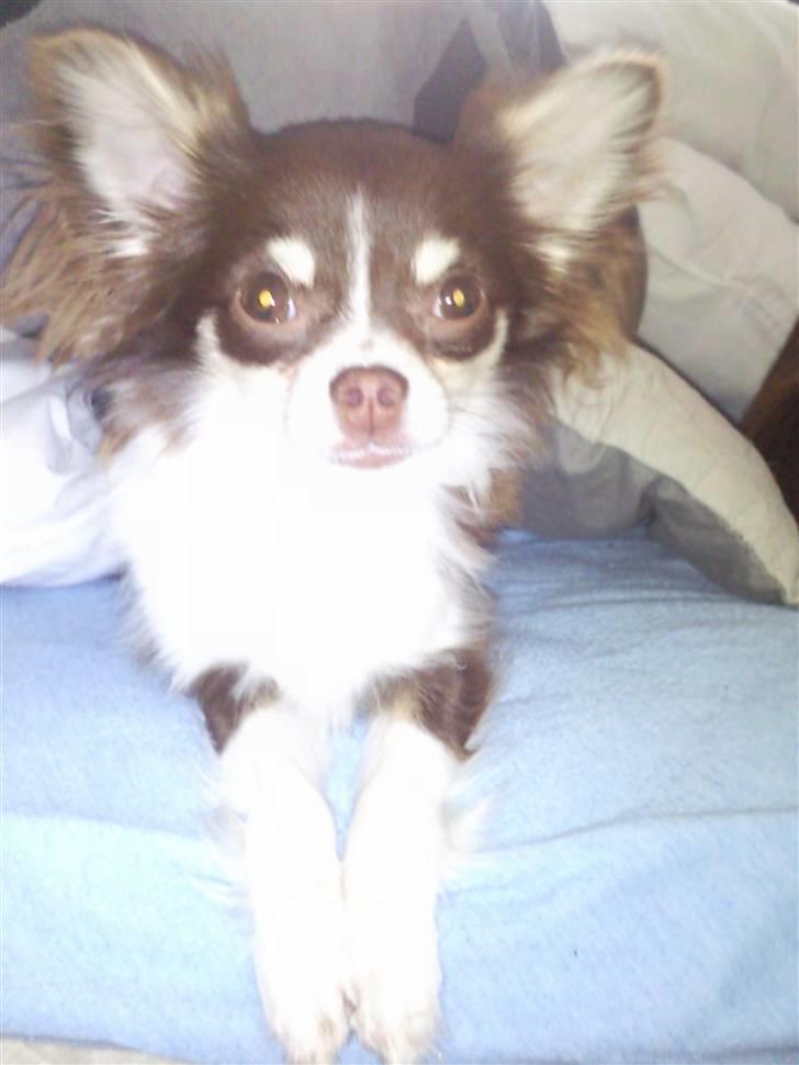 Chihuahua Tia billede 9