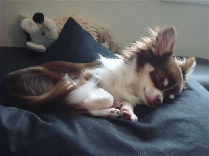 Chihuahua Tia billede 11