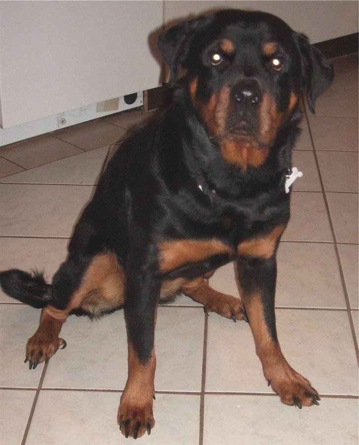Rottweiler Tulle billede 1