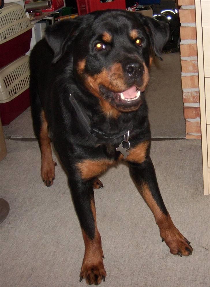 Rottweiler Tulle billede 2