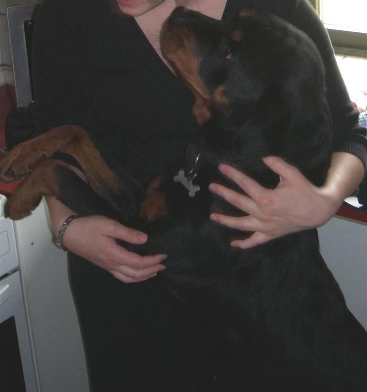 Rottweiler Tulle billede 3