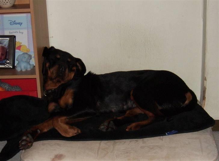 Rottweiler Tulle billede 4