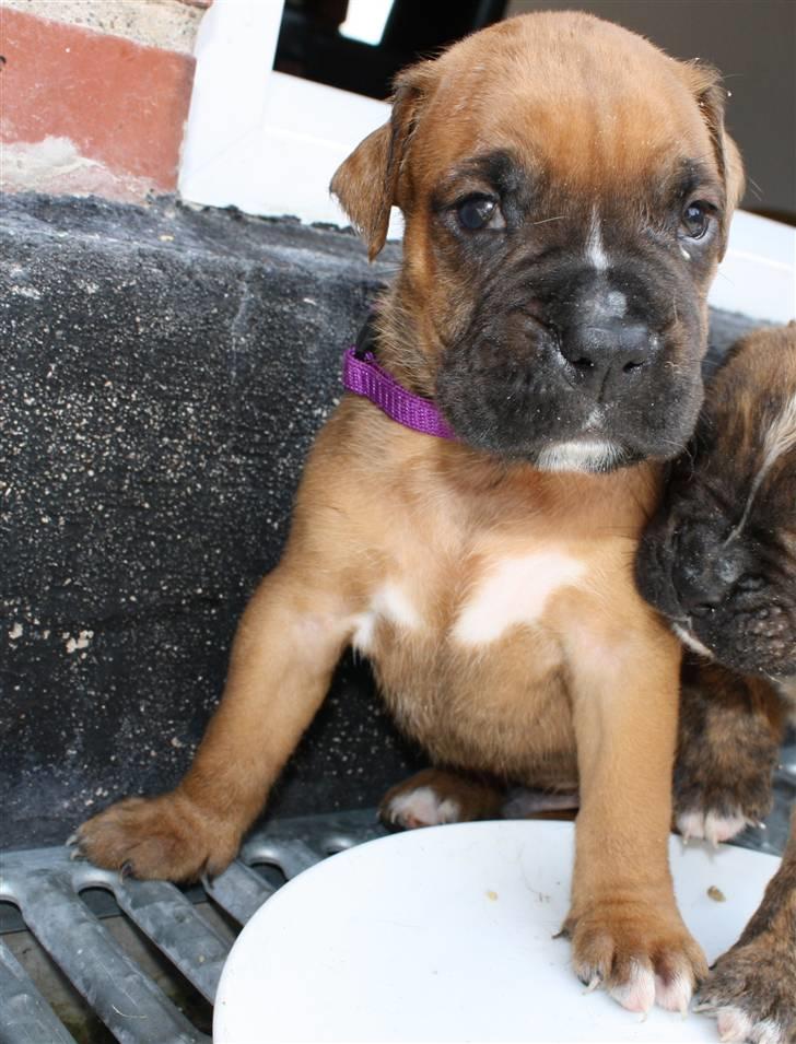 Boxer Jargo billede 1