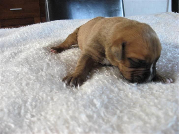 Boxer Jargo billede 2