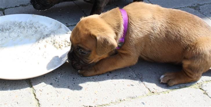 Boxer Jargo billede 3