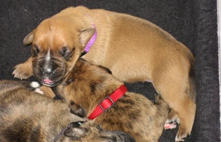 Boxer Jargo - Den med det lilla halsbånd billede 4