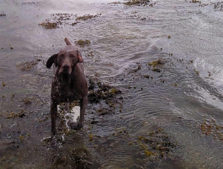 Korthåret hønsehund Nordboen Zaxo - Love you :-* billede 15