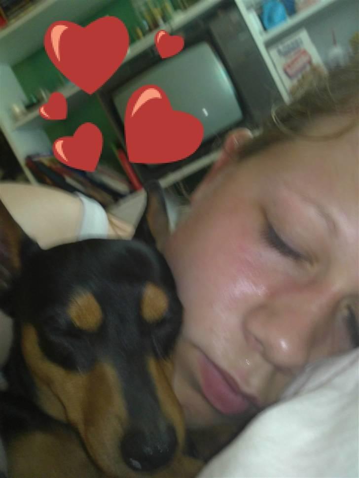 Dvaergpinscher Damgaards Licky Lady - Så tager vi lige en morfar ;) billede 17