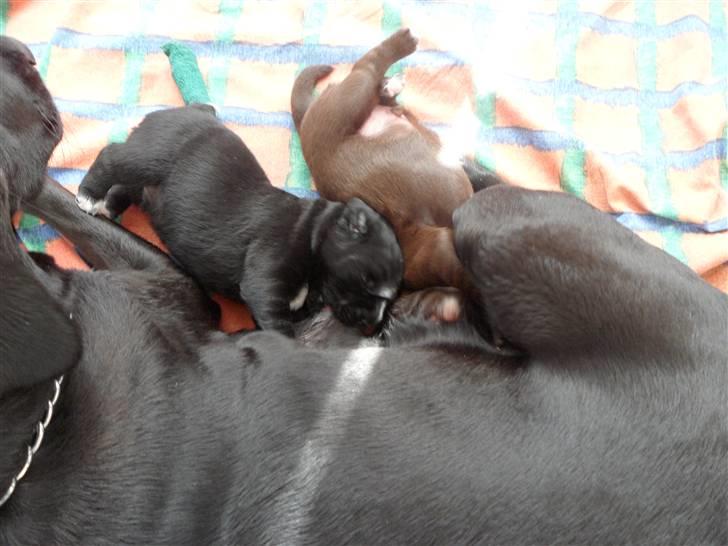 Labrador retriever Thor - har er han sammen med store bror har er de to næsten to uger billede 5