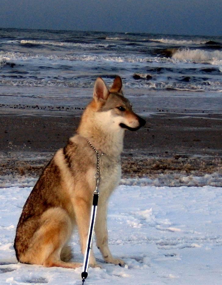 Tjekkoslovakisk ulvehund <3Fanthagiro Crying Wolf  - Fanta ved stranden i vinter aftensol billede 20