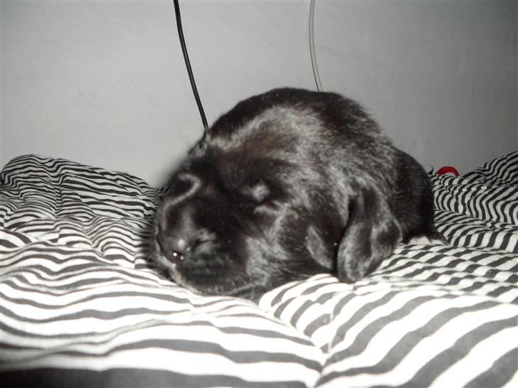 Labrador retriever Anthon(slogt) billede 8