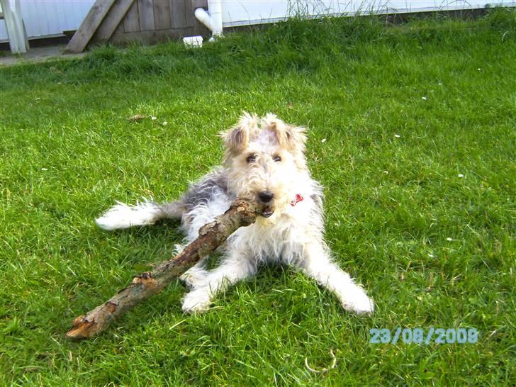 Ruhåret foxterrier Vega - My soulmate <3 billede 9
