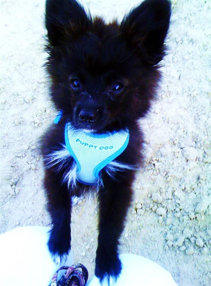 Papillon /Pomeranian -Tino <3 - Tino 3 måneder gammel <3 billede 7