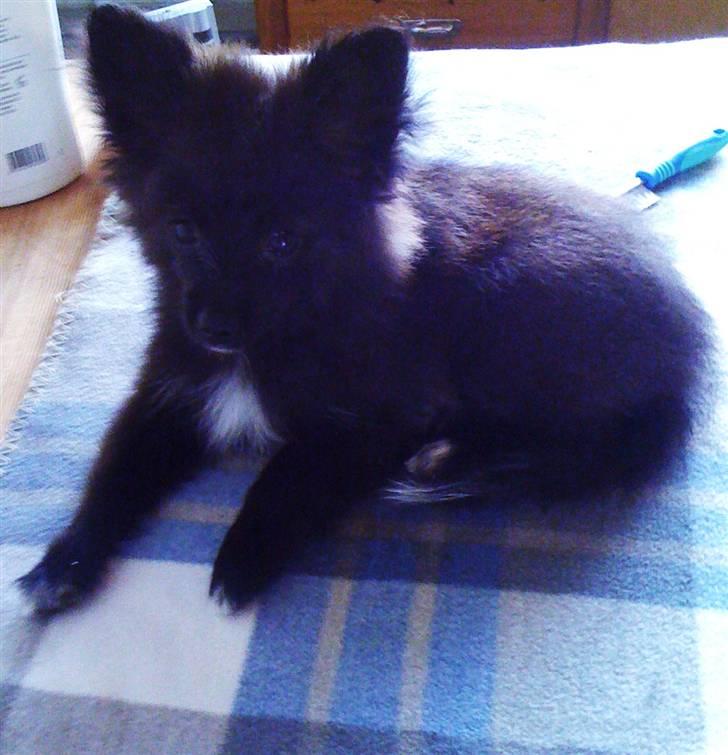 Papillon /Pomeranian -Tino <3 - Så er jeg lige blevet tørret og redt efter et dejligt bad (:    billede 9