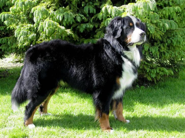 Berner sennenhund Banehavens Dalton billede 1