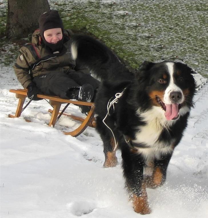 Berner sennenhund Banehavens Dalton billede 3