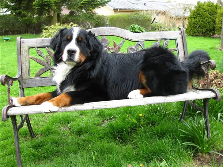 Berner sennenhund Banehavens Dalton billede 4