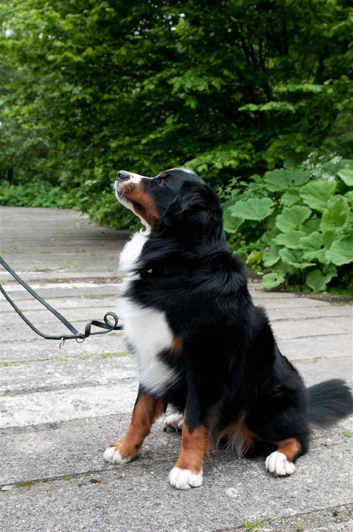 Berner sennenhund Banehavens Dalton billede 5