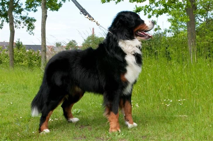 Berner sennenhund Banehavens Dalton billede 6