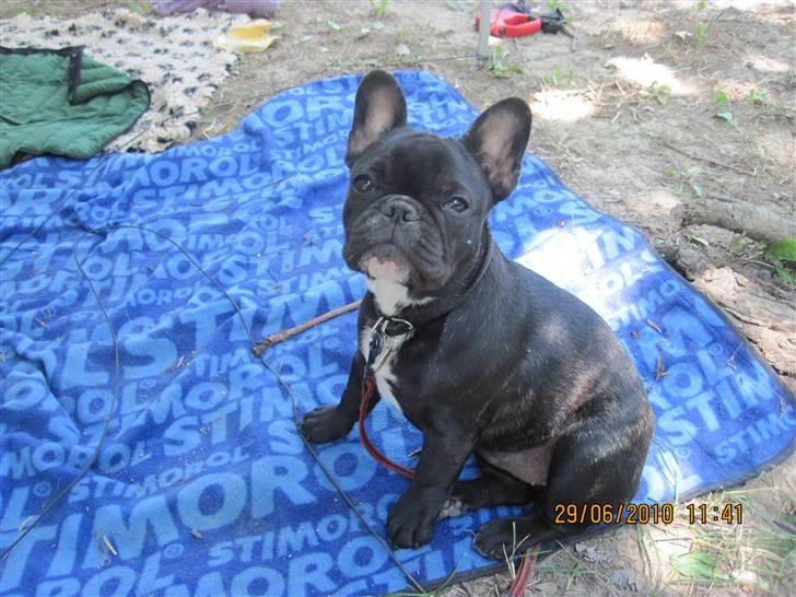 Fransk bulldog Cassie - Lidt træls at være i snor hele tiden når man er på camping billede 10