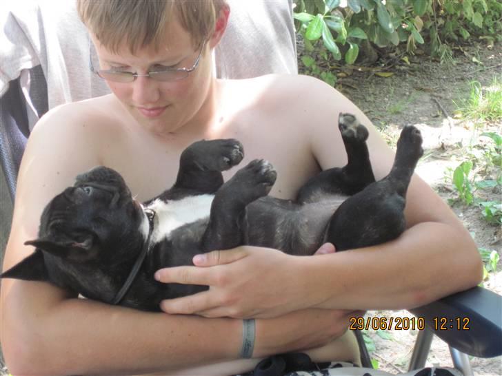 Fransk bulldog Cassie - Hygger lige ved Henrik... billede 11