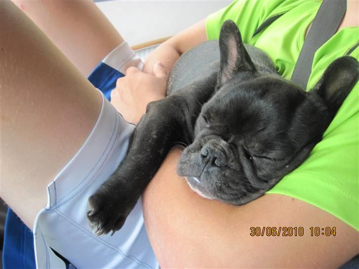 Fransk bulldog Cassie - Mere hygge ved Henrik... billede 12