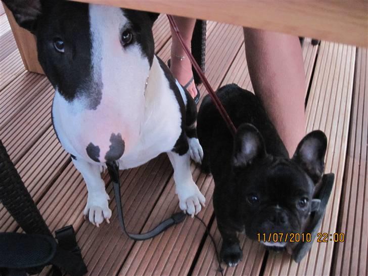 Fransk bulldog Cassie - Vi gemmer os lige i skyggen under bordet... billede 13