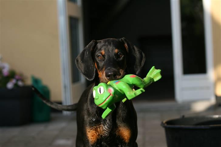 Dobermann Be-Barong Cadence -Holley RIP billede 1