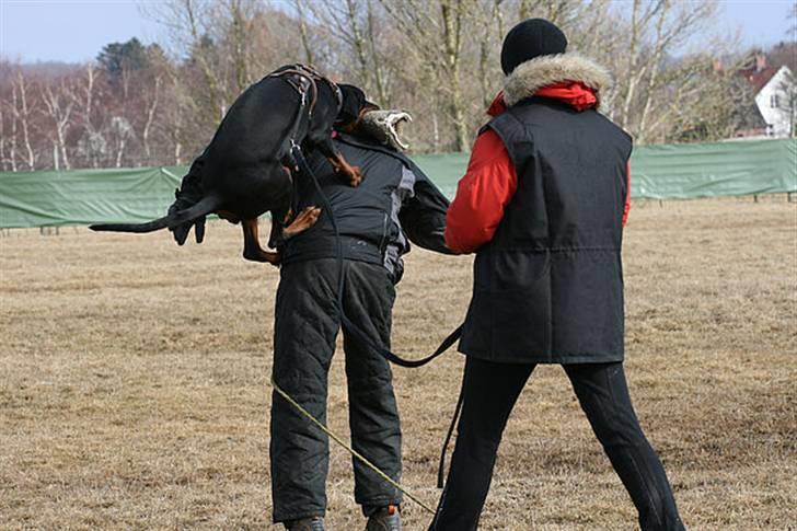 Dobermann Be-Barong Cadence -Holley RIP billede 2