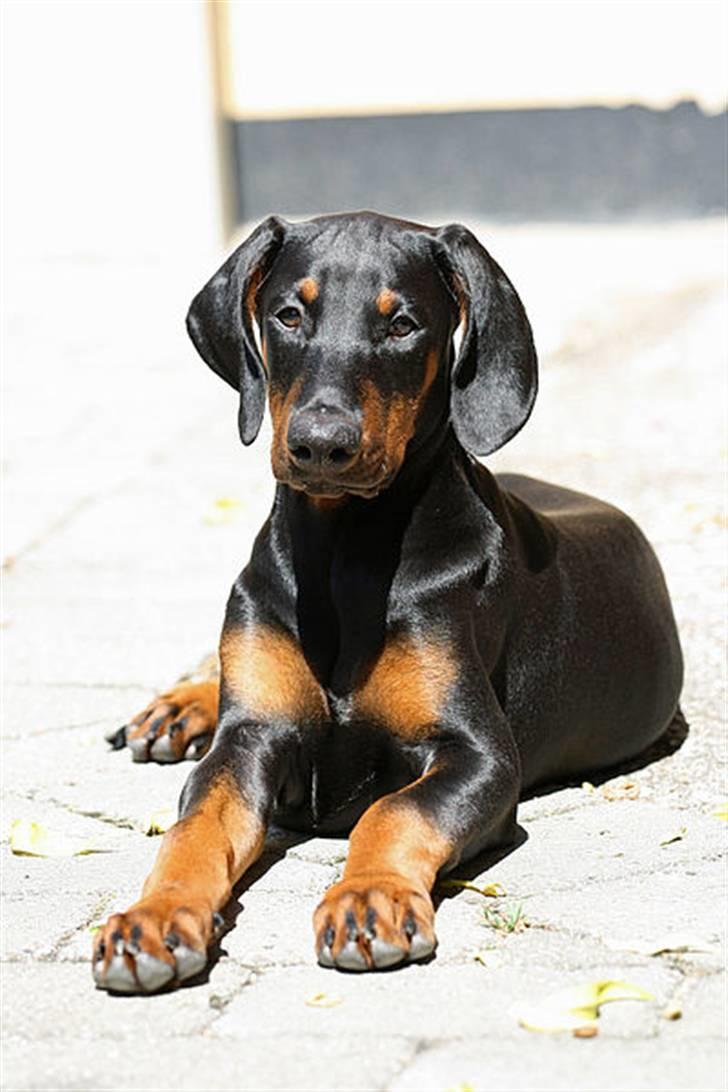 Dobermann Be-Barong Cadence -Holley RIP billede 3