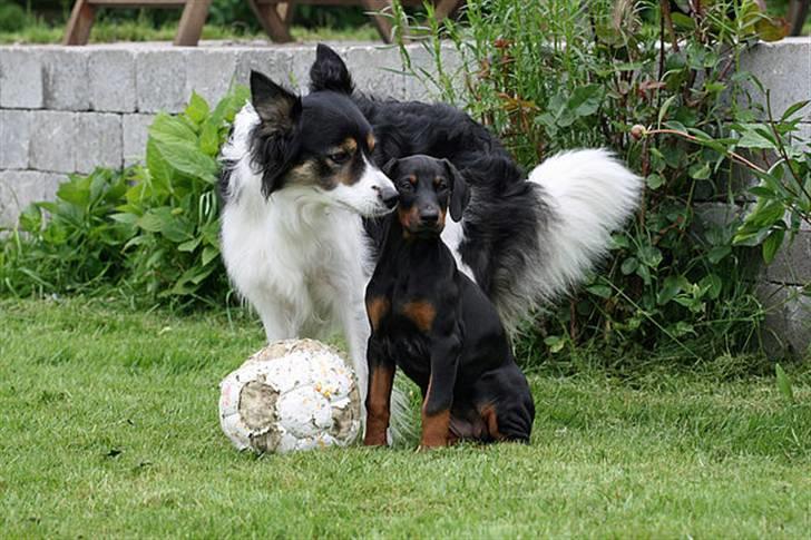 Dobermann Be-Barong Cadence -Holley RIP billede 4