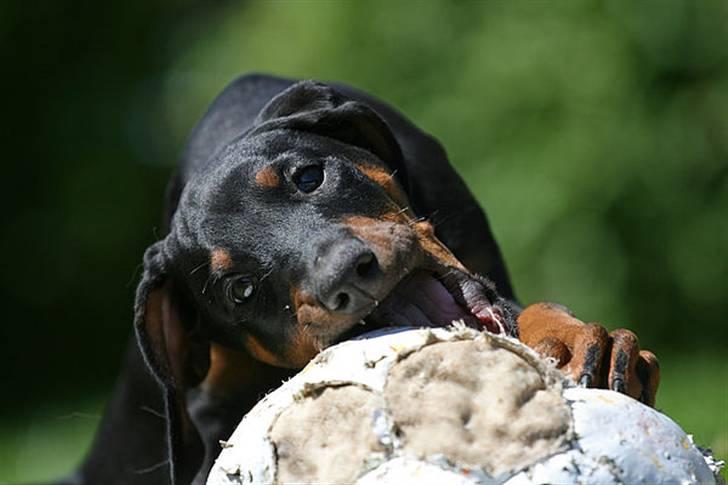 Dobermann Be-Barong Cadence -Holley RIP billede 5