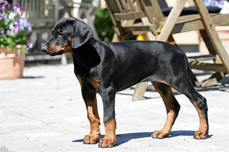 Dobermann Be-Barong Cadence -Holley RIP billede 6