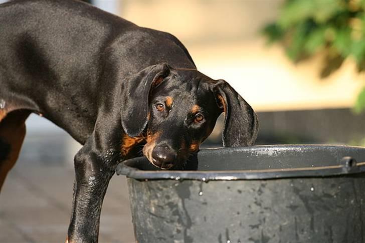 Dobermann Be-Barong Cadence -Holley RIP billede 7