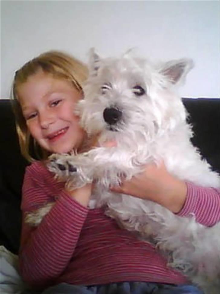 West highland white terrier Sofus - Min lillesøster og Sofus ´leger´ lidt med mit webcam. Sofus ser lidt skræmt ud:-) billede 14