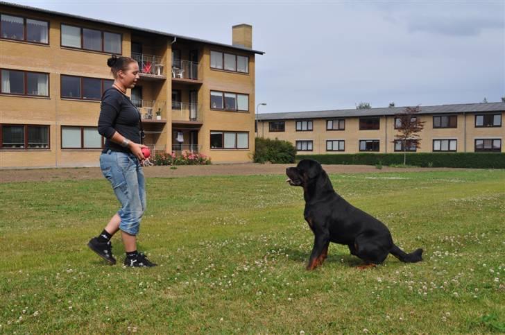 Rottweiler Von Barnewitz Blues billede 2