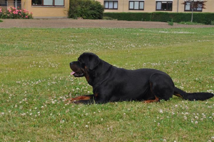 Rottweiler Von Barnewitz Blues billede 3