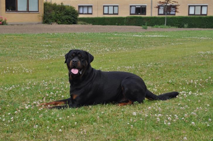 Rottweiler Von Barnewitz Blues billede 4