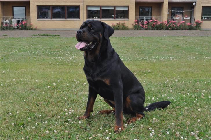 Rottweiler Von Barnewitz Blues billede 5
