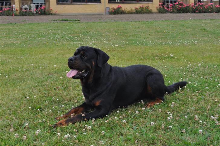 Rottweiler Von Barnewitz Blues billede 6